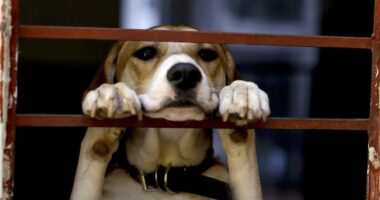 Pre-Teen Musician Starts a Non-Profit to Bring Healing Music to Shelter Animals – RedState