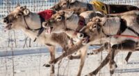 Reindeer racing thrills spectators in Finland's frigid north near the Russian border