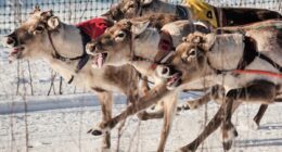 Reindeer racing thrills spectators in Finland's frigid north near the Russian border
