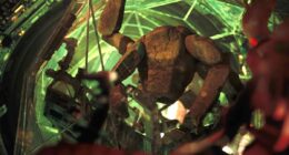 Rocky’s Voice Decision Makes Project Hail Mary Even More Brilliant