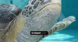 Porkchop, a green sea turtle, was rescued in March 2025 and required a full amputation of one of its flippers