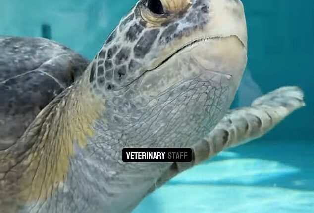 Porkchop, a green sea turtle, was rescued in March 2025 and required a full amputation of one of its flippers