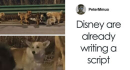 Seven Kidnapped Dogs Become Viral Sensation After They Escape Captors To Make Brave Journey Home Together