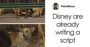 Seven Kidnapped Dogs Become Viral Sensation After They Escape Captors To Make Brave Journey Home Together