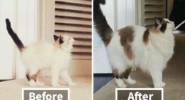 Share Then And Now Pictures Of Your Cat Growing Up