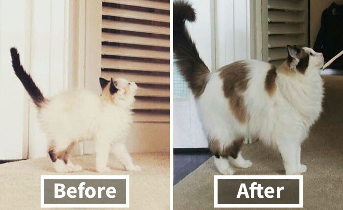 Share Then And Now Pictures Of Your Cat Growing Up
