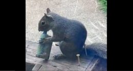 Squirrels Seen 'Vaping' After Mistaking E-Cigarettes for Food.