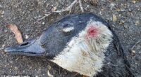 A goose dies from its injuries after being shot in the head by a gang of youths in South East London in January