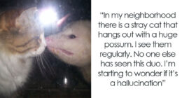 “That Wasn’t Anything From Earth”: 69 Strange Things People Witnessed That Made Them Question Everything