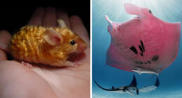 “The Government Forgot To Color This One”: 91 Stunning Color Mutations In Animals And Objects That Feel Unreal (New Pics)