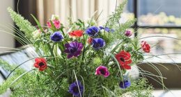 Pink, red, purple and blue anemones in a vase (picture from the Flower Council of Holland)
