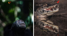 These 58 Wildlife Photos By Alexandra Surkova Show Why Patience Is Everything In Nature Photography