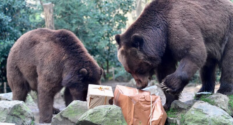 These charts suggest the bears aren’t done with the stock market yet