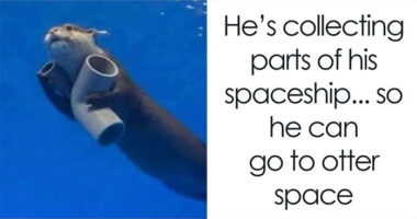 This Account Shares 55 Memes Of Animals Who Are The Definition Of “No Thoughts, Just Vibes”