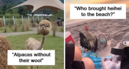 This Instagram Page Shares 50 Wholesome Animal Memes That Are Pure Serotonin