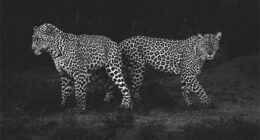 This Photographer Captured 50 B&W Wildlife Photos And Shared The Stories Behind Them