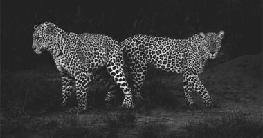 This Photographer Captured 50 B&W Wildlife Photos And Shared The Stories Behind Them