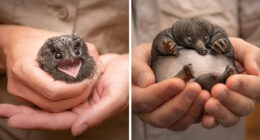 Wildlife Warriors Worldwide: 55 Touching Photos Of Animals Being Rescued