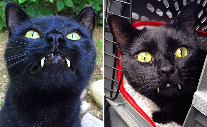 Woman Gets Surprised When Her Rescue Cat Turned Out to Be A “Vampire”