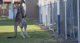 You Can Still Hum 'Leavin' on a Jet Plane' From Anywhere...But Australia – HotAir