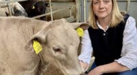 Ann Maidment, 42, who works on her family's cattle and horse farm in north Wiltshire, said it took just five minutes and £184 to sign up her prize animal, Beau Vine (pictured left), as a legitimate rubbish disposer