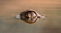 &ldquo;How Good Are You With Details?&rdquo;: 20 Animal Eyes That Will Completely Mess With Your Brain