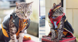 23 Handmade Costumes That This Guy Created For His Cats’ Cosplays (New Pics)