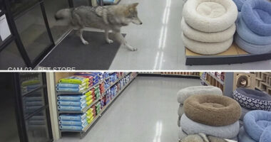 33 Hilarious Moments Caught On Camera, As Shared By &ldquo;Important Animal Images&rdquo; (New Pics)