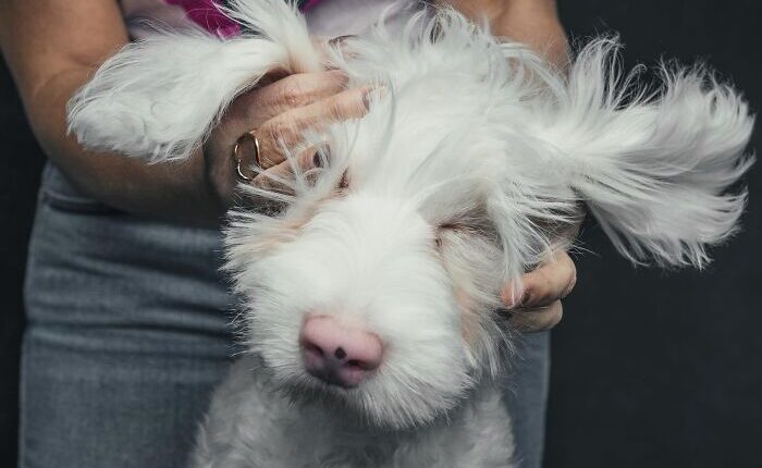 &ldquo;Gotcha Day&rdquo;: 38 Heartwarming Photos That Celebrate Rescue Dogs Finding Their Forever Homes