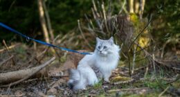 &ldquo;It Was Kinda Spooky TBH&rdquo;: 51 Times People Pets Acted Suspiciously Like Humans