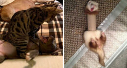 61 Hilariously Dramatic Pets Who Belong In Hollywood