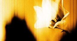 Released ahead of a ‘defiantly joyful’ new U2 album, due later this year, Easter Lily is being billed as a more reflective, personal piece of work than their last EP, Days Of Ash