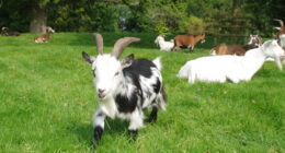 Afghan Migrant Charged With Raping Rescue Animals.