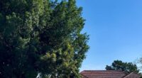 A quiet suburban home in Sydney has sparked a wave of excitement after food lovers discovered what is actually hidden behind its completely ordinary exterior