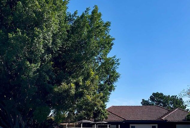 A quiet suburban home in Sydney has sparked a wave of excitement after food lovers discovered what is actually hidden behind its completely ordinary exterior