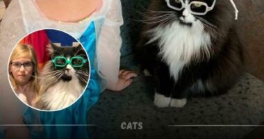 Capitalism Has Gone So Far, Even Cats Have Jobs These Days (83 Funny Pics)
