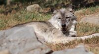 A 17-month-old child's hand was 'instinctively and naturally grabbed' onto by a wolf at the Hersheypark zoo in Pennsylvania while his parents were allegedly distracted by their phones