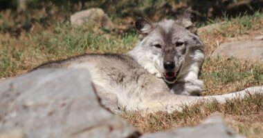 A 17-month-old child's hand was 'instinctively and naturally grabbed' onto by a wolf at the Hersheypark zoo in Pennsylvania while his parents were allegedly distracted by their phones