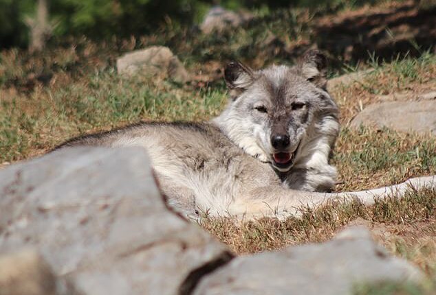 A 17-month-old child's hand was 'instinctively and naturally grabbed' onto by a wolf at the Hersheypark zoo in Pennsylvania while his parents were allegedly distracted by their phones