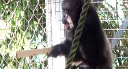 Chimpanzee’s ‘drumming performance’ shows how music emerged in humans
