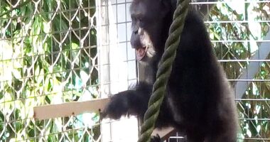 Chimpanzee’s ‘drumming performance’ shows how music emerged in humans