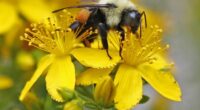 First Lady Melania Trump Shares Expansion of the Beehives at White House – RedState
