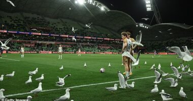 Seagulls disturbing footy matches at AAMI Park in Melbourne is nothing new - but they were out in force on Friday night during an A-League match (pictured)