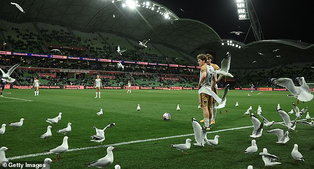 Seagulls disturbing footy matches at AAMI Park in Melbourne is nothing new - but they were out in force on Friday night during an A-League match (pictured)