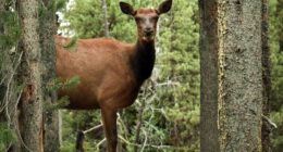 Forest Service Ditches the Swamps of D.C., Heads to Where the Woods Actually Are – RedState