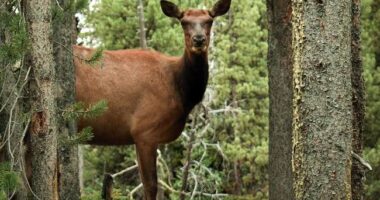 Forest Service Ditches the Swamps of D.C., Heads to Where the Woods Actually Are – RedState