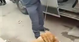 As three million street and owned dogs could be shot, poisoned, or captured and killed in Morocco ahead of the 2030 tournament