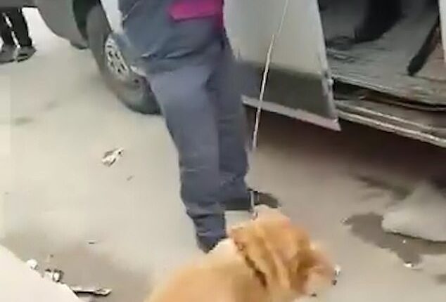 As three million street and owned dogs could be shot, poisoned, or captured and killed in Morocco ahead of the 2030 tournament