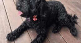 Officers located the adorable puppy (pictured) at a property on Barnett Grove in Noble Park, south-east of Melbourne, on Wednesday morning