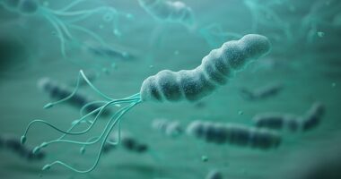 Helicobacter pylori (H. pylori) is a type of bacteria that infects the lining of the stomach